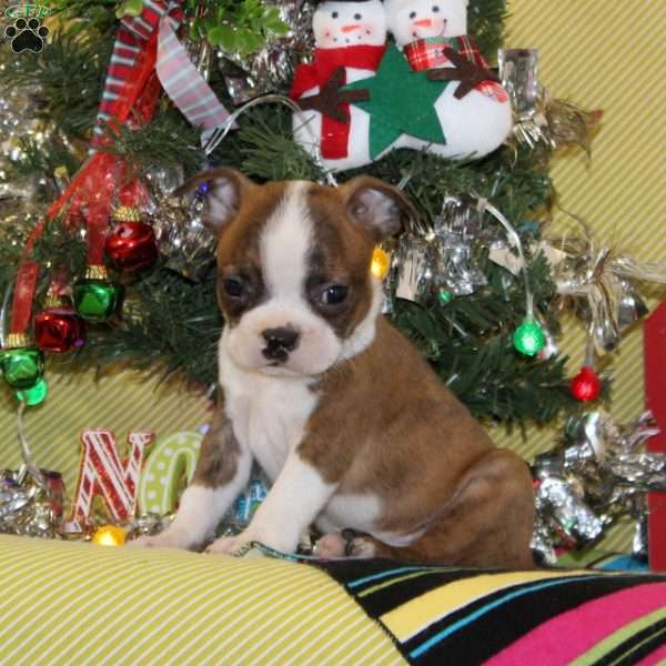 Shepherd, Boston Terrier Puppy